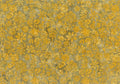 Banyan Batiks Enchanting Garden -Overall Floral- Gold Bloom -1/2 Yard