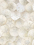 Packed Sand Dollars On  Beach for TTF - 1/2 Yard