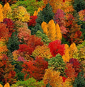 Landscape Medley Fall Leaves