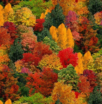Landscape Medley Fall Leaves