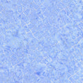 Pastel Tonga Batiks Net Tide Dotty by Timeless Treasure -1/2 Yard
