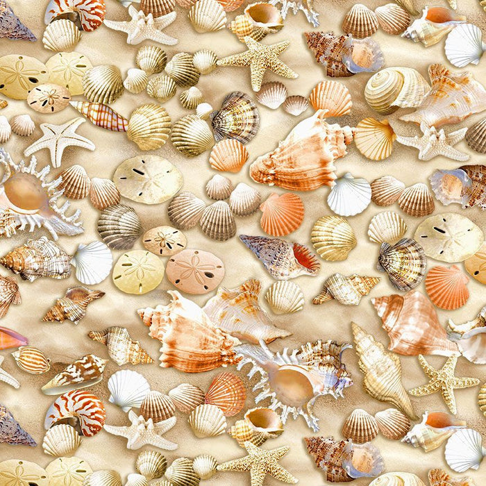 Beach Comber Shells on Sand